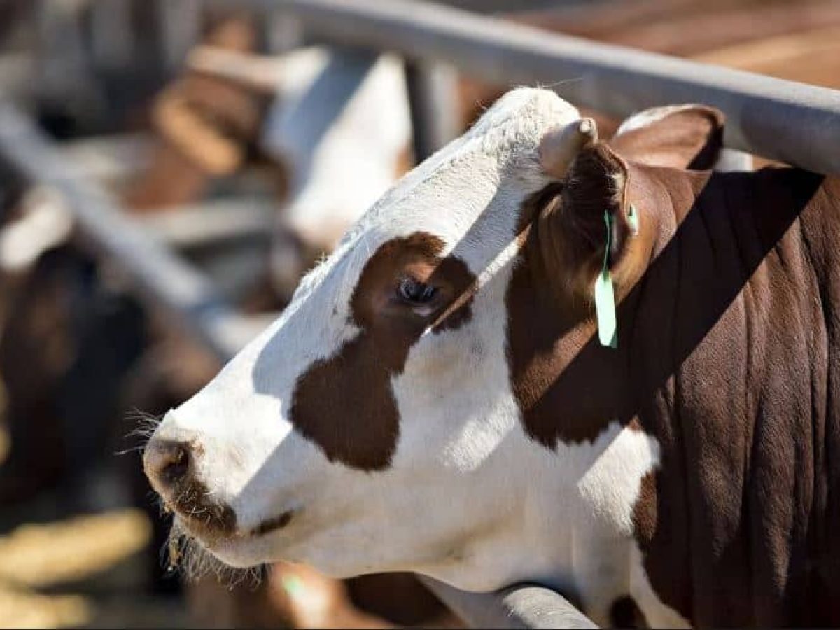 Παρελθόν το φθηνό μοσχαρίσιο κρέας; Ο ρόλος της Βραζιλίας στις παγκόσμιες αγορές