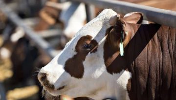 Παρελθόν το φθηνό μοσχαρίσιο κρέας; Ο ρόλος της Βραζιλίας στις παγκόσμιες αγορές