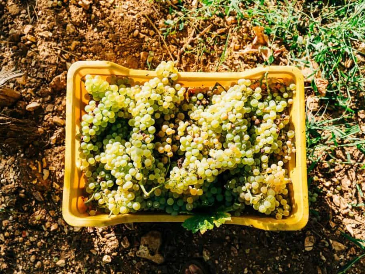 ΟΠΕΚΕΠΕ: Νέες πληρωμές 25,3 εκατ. ευρώ σε πάνω από 43.000 δικαιούχους