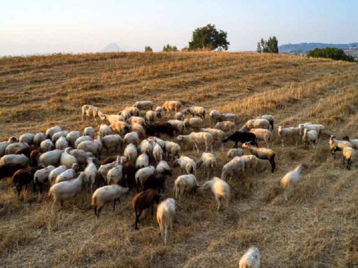 ΥΠΑΑΤ: Καταβλήθηκε η 5η κατανομή ύψους 2,4 εκατ. ευρώ στις Περιφέρειες για την ευλογιά