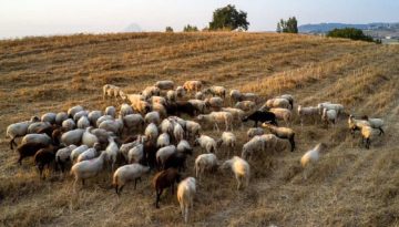 ΥΠΑΑΤ: Καταβλήθηκε η 5η κατανομή ύψους 2,4 εκατ. ευρώ στις Περιφέρειες για την ευλογιά