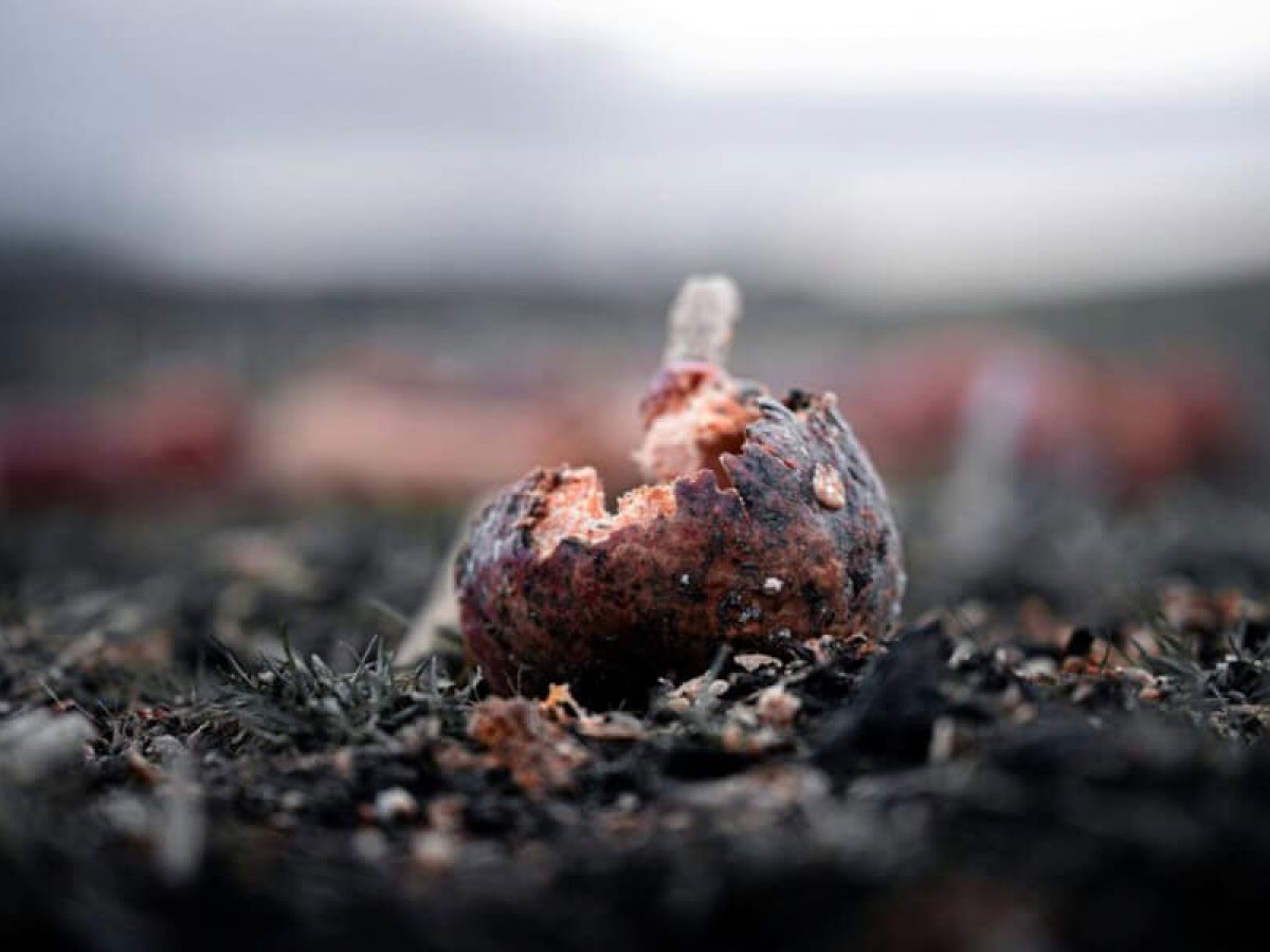 Η εξόντωση των αγροτών, έχει ήδη ξεκινήσει…