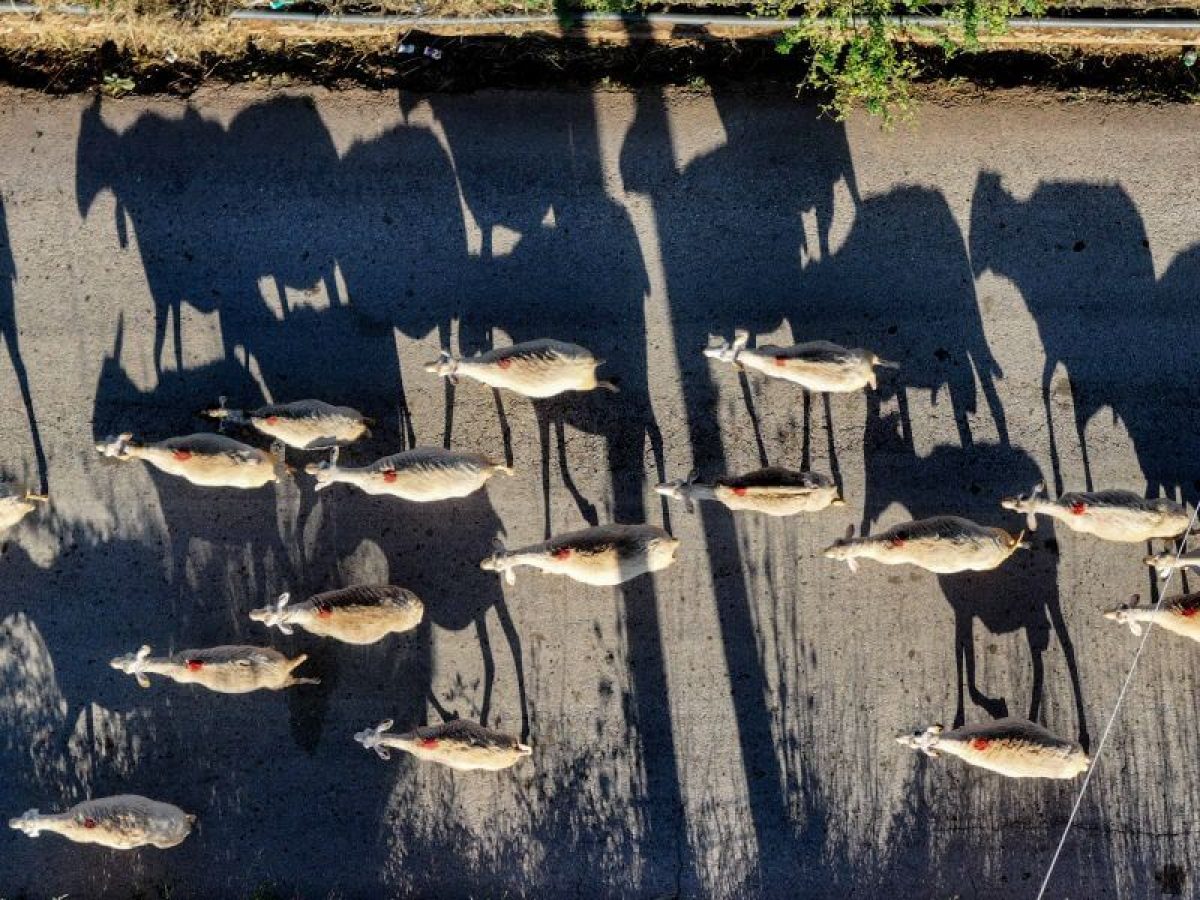 ΟΠΕΚΕΠΕ: Νέα πληρωμή 25,3 εκατ. ευρώ σε 43.100 δικαιούχους