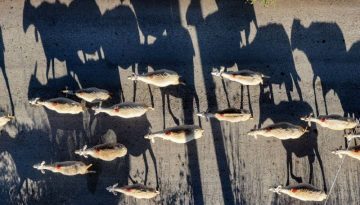 ΟΠΕΚΕΠΕ: Νέα πληρωμή 25,3 εκατ. ευρώ σε 43.100 δικαιούχους