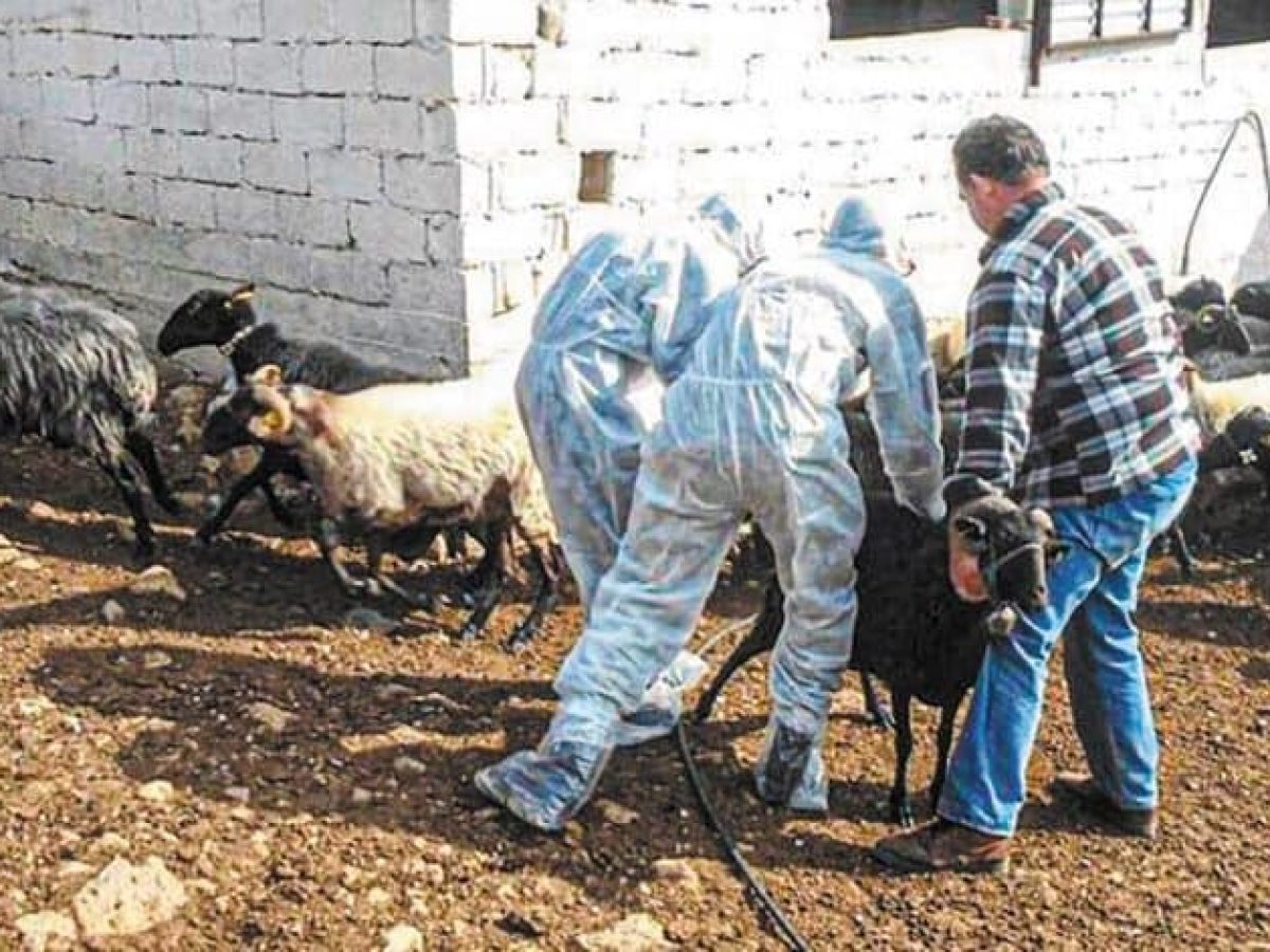 Ευλογιά: 450.233 ζώα έχουν θανατωθεί – 1.985 τα κρούσματα σε όλη τη χώρα