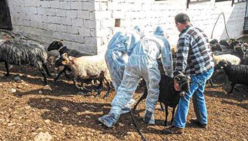 Ευλογιά: 450.233 ζώα έχουν θανατωθεί – 1.985 τα κρούσματα σε όλη τη χώρα
