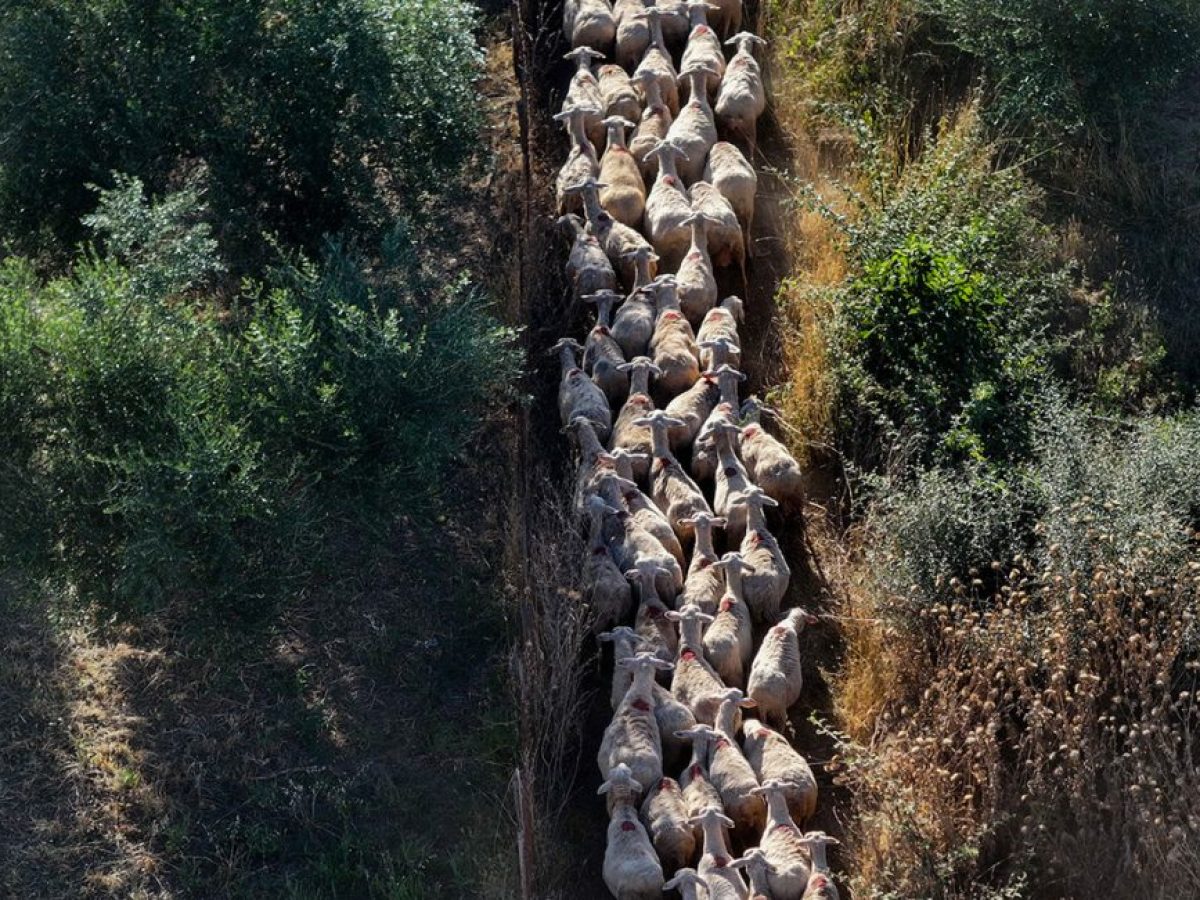 Ο ΟΠΕΚΕΠΕ στην ΑΑΔΕ από 1η Ιανουαρίου 2026 – Τι αλλάζει σε ελέγχους, πληρωμές και κοινοτικούς πόρους