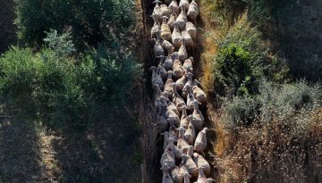 Ο ΟΠΕΚΕΠΕ στην ΑΑΔΕ από 1η Ιανουαρίου 2026 – Τι αλλάζει σε ελέγχους, πληρωμές και κοινοτικούς πόρους