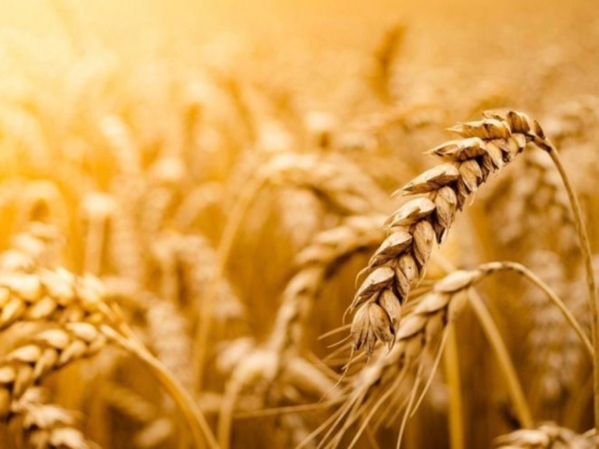 Σιτάρι: Άνοδος τιμών λόγω κρύου σε ΗΠΑ και Ρωσία