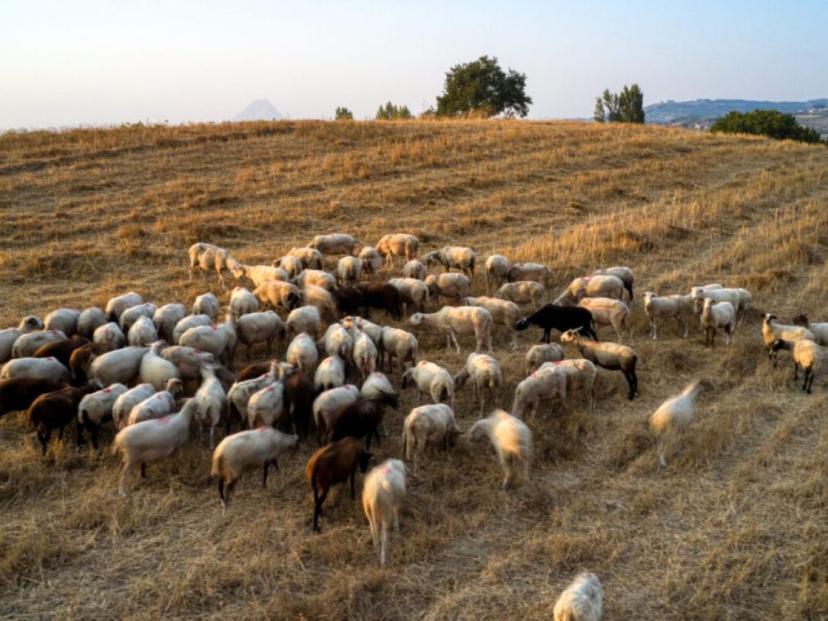 Αποζημιώσεις κτηνοτρόφων: Νωρίτερα φέτος οι αιτήσεις αναγνώρισης ανωτέρας βίας