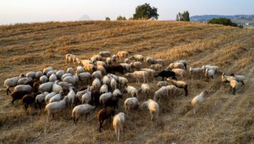 Αποζημιώσεις κτηνοτρόφων: Νωρίτερα φέτος οι αιτήσεις αναγνώρισης ανωτέρας βίας