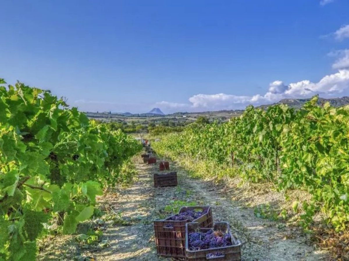 Διαπραγματεύσεις για τη νέα ΚΑΠ: Στόχος η στήριξη των πόρων για την Ελλάδα