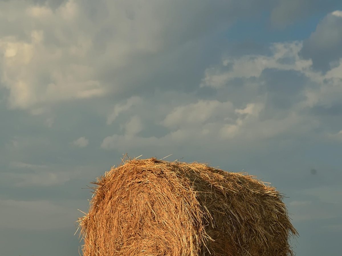 Συμφωνία Mercosur – Ελλάδα: Τα οφέλη της μεγάλης εμπορικής συμφωνίας