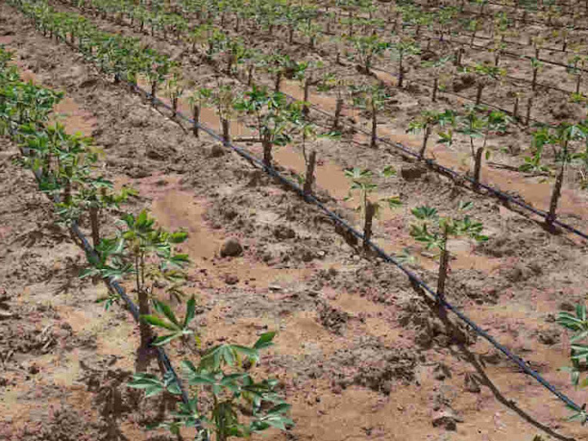 Επισιτιστική επάρκεια – Επισιτιστική ασφάλεια