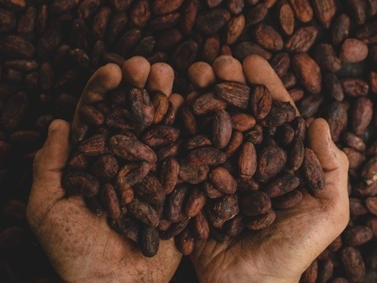 Κακάο: Σε χαμηλό τριετίας υποχωρεί η τιμή του – Τα απούλητα αποθέματα επηρεάζουν την αγορά