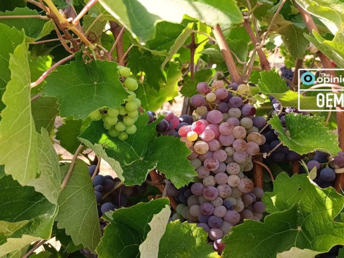 Σύνδεσμος Μικρών Οινοποιών Ελλάδος: Στη Θεσσαλονίκη σήμερα και αύριο με την Artisanal Greek Wineries