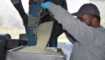 Η μαστίχα Χίου «τονώνει» την οικονομία: Πάνω από 20 εκατ. ευρώ στους παραγωγούς έως τον Μάιο