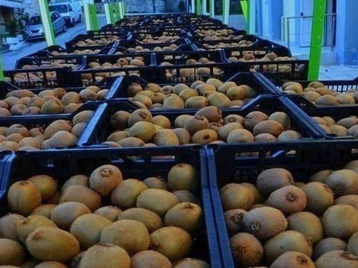 Το ελληνικό ακτινίδιο ενισχύει τη θέση του στις παγκόσμιες αγορές