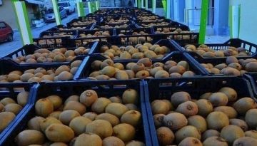&Tau;&omicron; &epsilon;&lambda;&lambda;&eta;&nu;&iota;&kappa;ό &alpha;&kappa;&tau;&iota;&nu;ί&delta;&iota;&omicron; &epsilon;&nu;&iota;&sigma;&chi;ύ&epsilon;&iota; &tau;&eta; &theta;έ&sigma;&eta; &tau;&omicron;&upsilon; &sigma;&tau;&iota;&sigmaf; &pi;&alpha;&gamma;&kappa;ό&sigma;&mu;&iota;&epsilon;&sigmaf; &alpha;&gamma;&omicron;&rho;έ&sigmaf;