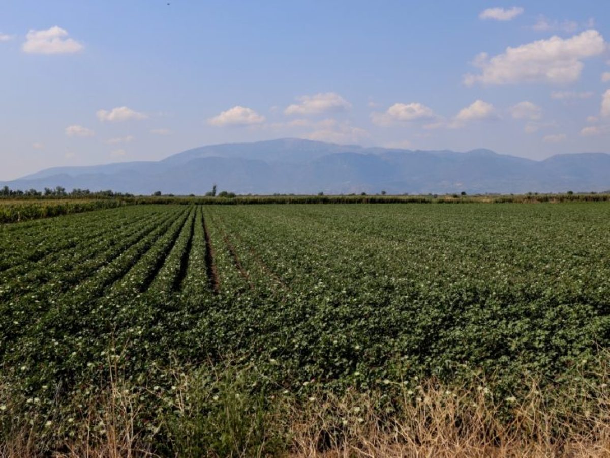 Ο ΕΛΓΑ καταβάλλει 18,7 εκατ. ευρώ για αγροτικές ζημιές του 2025
