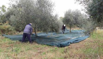Εργάτες γης: Ενεργή η νέα πλατφόρμα για αιτήσεις – Όλα τα βήματα