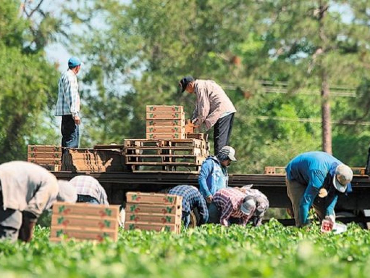 Εργάτες γης: Νέα πλατφόρμα μετακλήσεων και ο κομβικός ρόλος της ΕΘΕΑΣ στη συμφωνία Ελλάδας – Αιγύπτου
