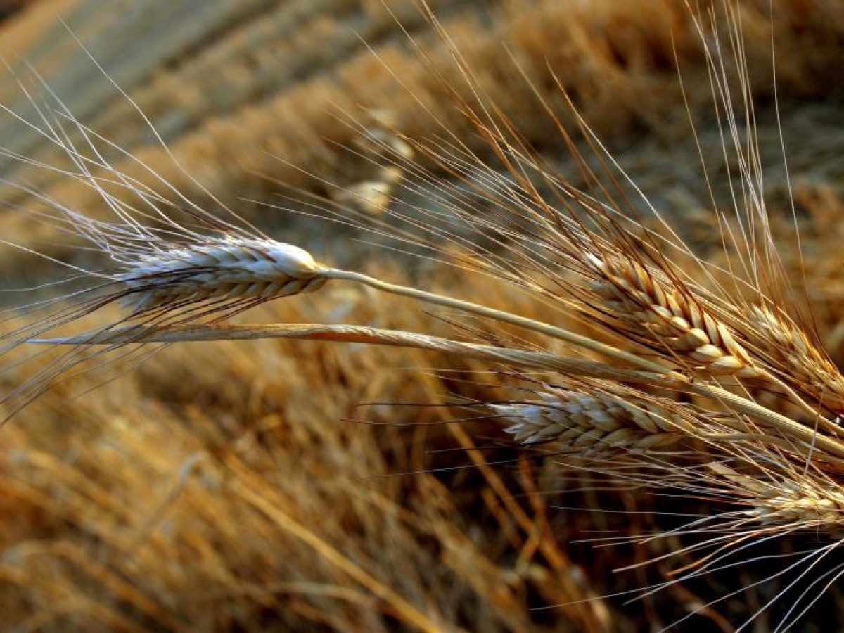 Καθαρισμός οικοπέδων 2026: Χρονοδιάγραμμα, πρόστιμα και νέες κυρώσεις για ιδιοκτήτες