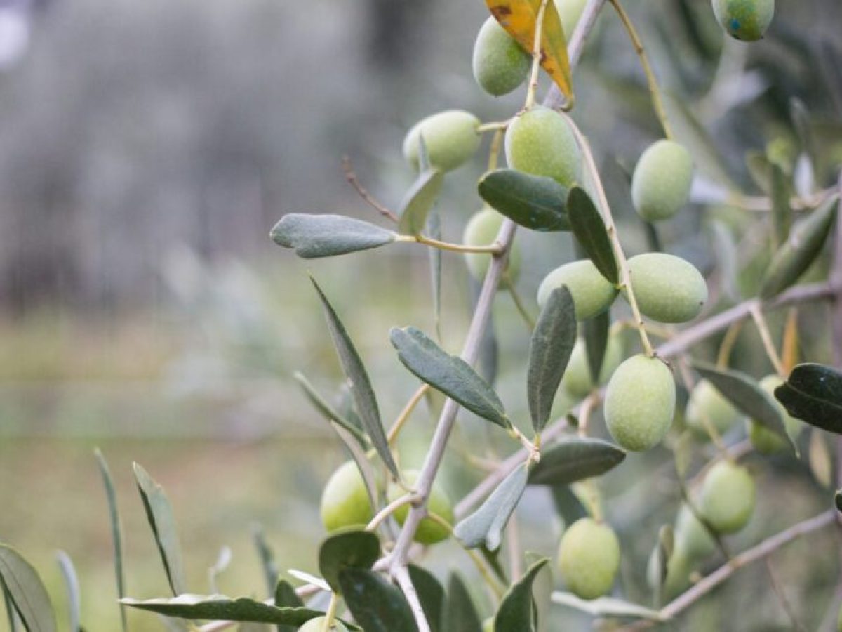 Ελαιόλαδο: Ζημιά για τους αγρότες η μειωμένη παραγωγή, πτώση στις τιμές στο χωράφι και στο ράφι