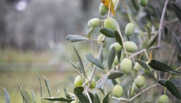 &Epsilon;&lambda;&alpha;&iota;ό&lambda;&alpha;&delta;&omicron;: &Zeta;&eta;&mu;&iota;ά &gamma;&iota;&alpha; &tau;&omicron;&upsilon;&sigmaf; &alpha;&gamma;&rho;ό&tau;&epsilon;&sigmaf; &eta; &mu;&epsilon;&iota;&omega;&mu;έ&nu;&eta; &pi;&alpha;&rho;&alpha;&gamma;&omega;&gamma;ή, &pi;&tau;ώ&sigma;&eta; &sigma;&tau;&iota;&sigmaf; &tau;&iota;&mu;έ&sigmaf; &sigma;&tau;&omicron; &chi;&omega;&rho;ά&phi;&iota; &kappa;&alpha;&iota; &sigma;&tau;&omicron; &rho;ά&phi;&iota;