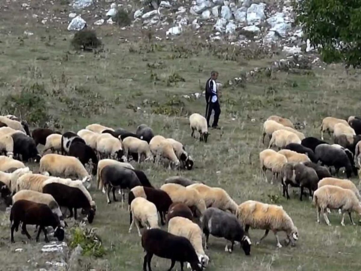 ΑΑΔΕ: Διευκρινίσεις σχετικά  με τις πληρωμές των κτηνοτρόφων