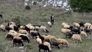 ΑΑΔΕ: Διευκρινίσεις σχετικά  με τις πληρωμές των κτηνοτρόφων