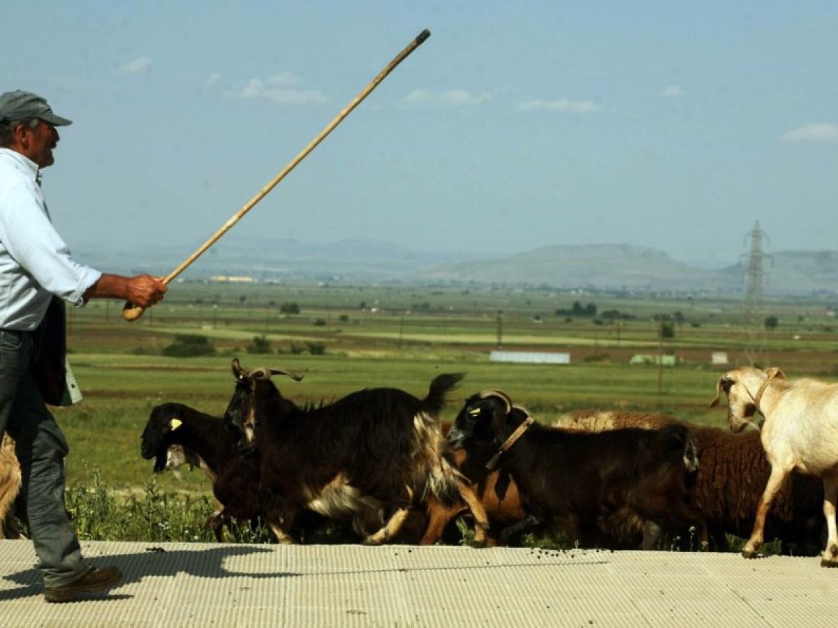 ΟΠΕΚΕΠΕ: Πώς θα γίνουν οι πληρωμές του 2025 για τους κτηνοτρόφους