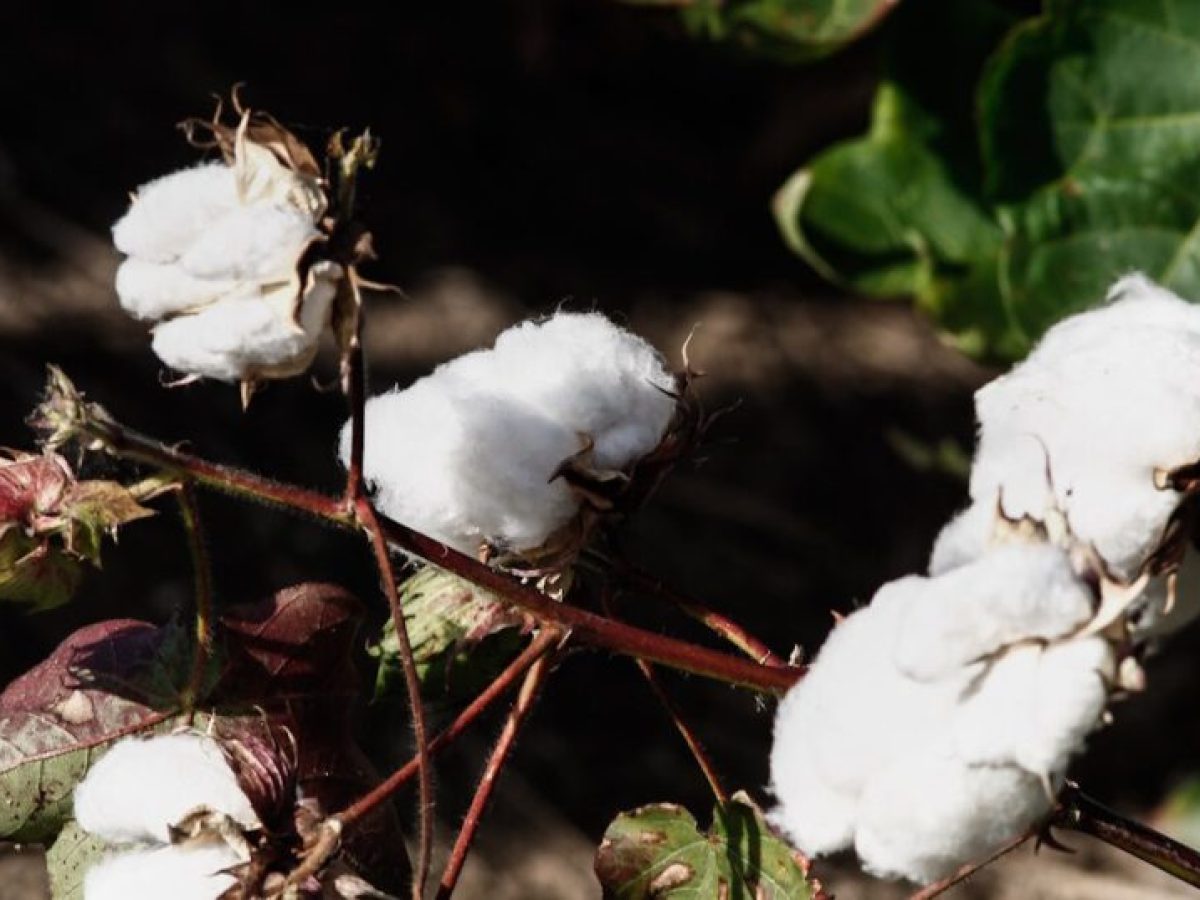 Βαμβάκι: Απόλυτος ηγέτης η Ελλάδα στην ΕΕ απέναντι στον ανταγωνισμό των γιγάντων – Κίνα και Ινδία
