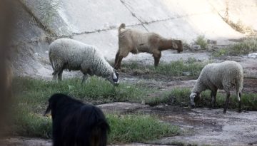 Επιδοτήσεις για αιγοπρόβατα: Υποχρεωτική η τοποθέτηση ενδοστομαχικού βόλου από εφέτος