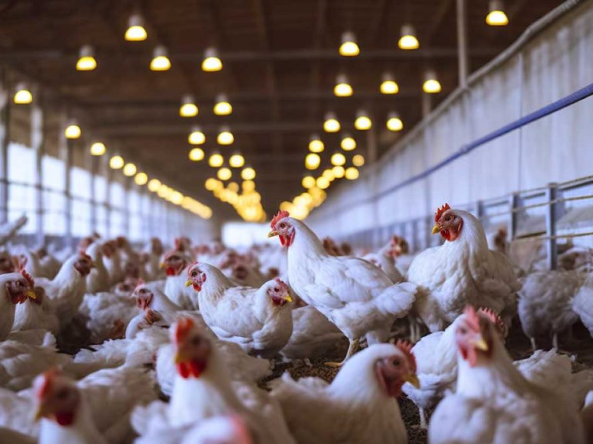 Νέα διοίκηση στην Πανελλήνια Ένωση Οργανώσεων Πτηνοτρόφων Παραγωγών