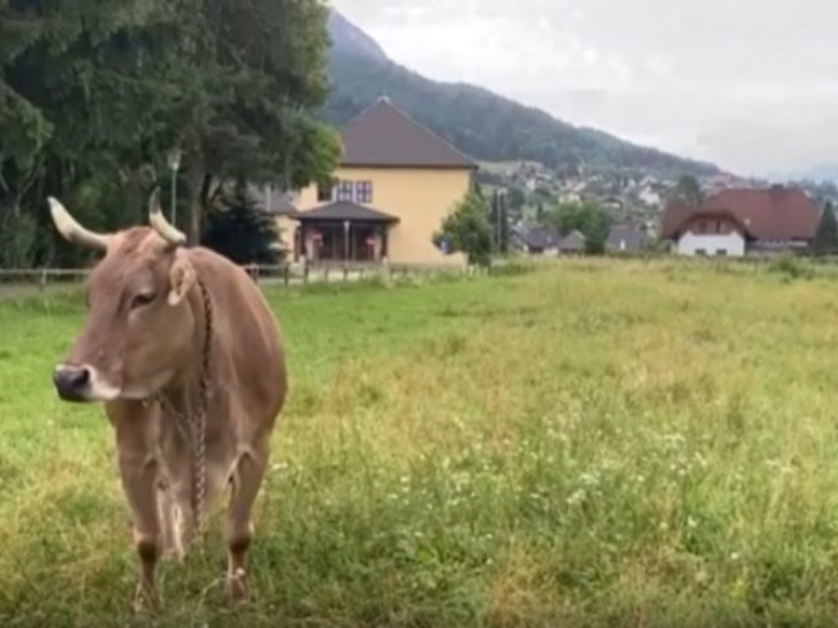 Σύσκεψη στο ΥΠΑΑΤ για τον αφθώδη πυρετό στα βοοειδή – Στη Λέσβο Κέλλας και Πρωτοψάλτης