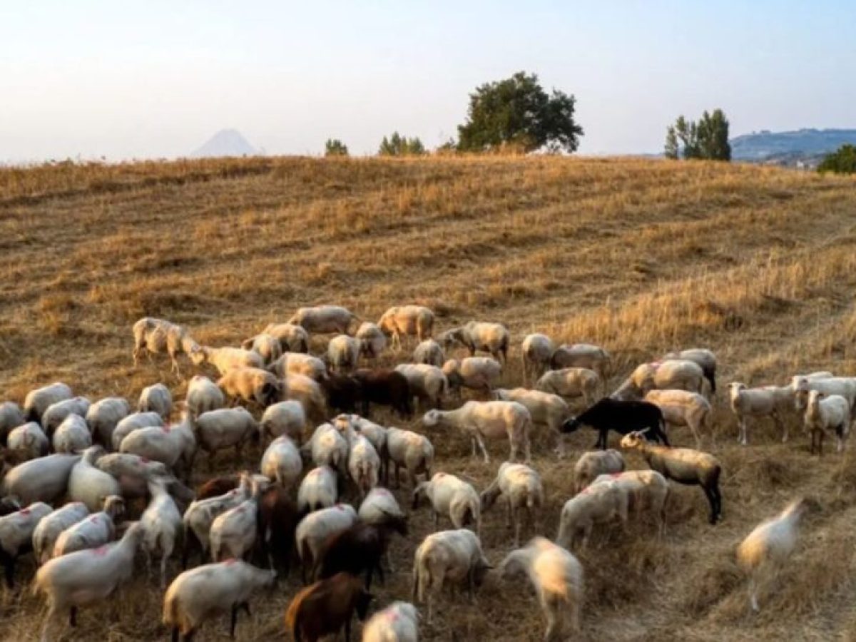 Ευλογιά αιγοπροβάτων: Ξεπερνούν τα 481.000 τα θανατωθέντα ζώα – 2.113 κρούσματα σε 2.620 εκτροφές