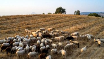 Ευλογιά αιγοπροβάτων: Ξεπερνούν τα 481.000 τα θανατωθέντα ζώα – 2.113 κρούσματα σε 2.620 εκτροφές