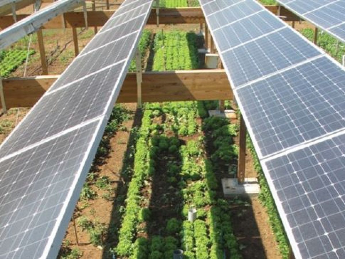 Η Πειραιώς ενισχύει τις επενδύσεις σε αγροφωτοβολταϊκούς σταθμούς