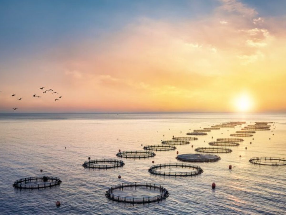 Η Cooke αποκτά το χρέος και τον έλεγχο της Avramar Ελλάδας