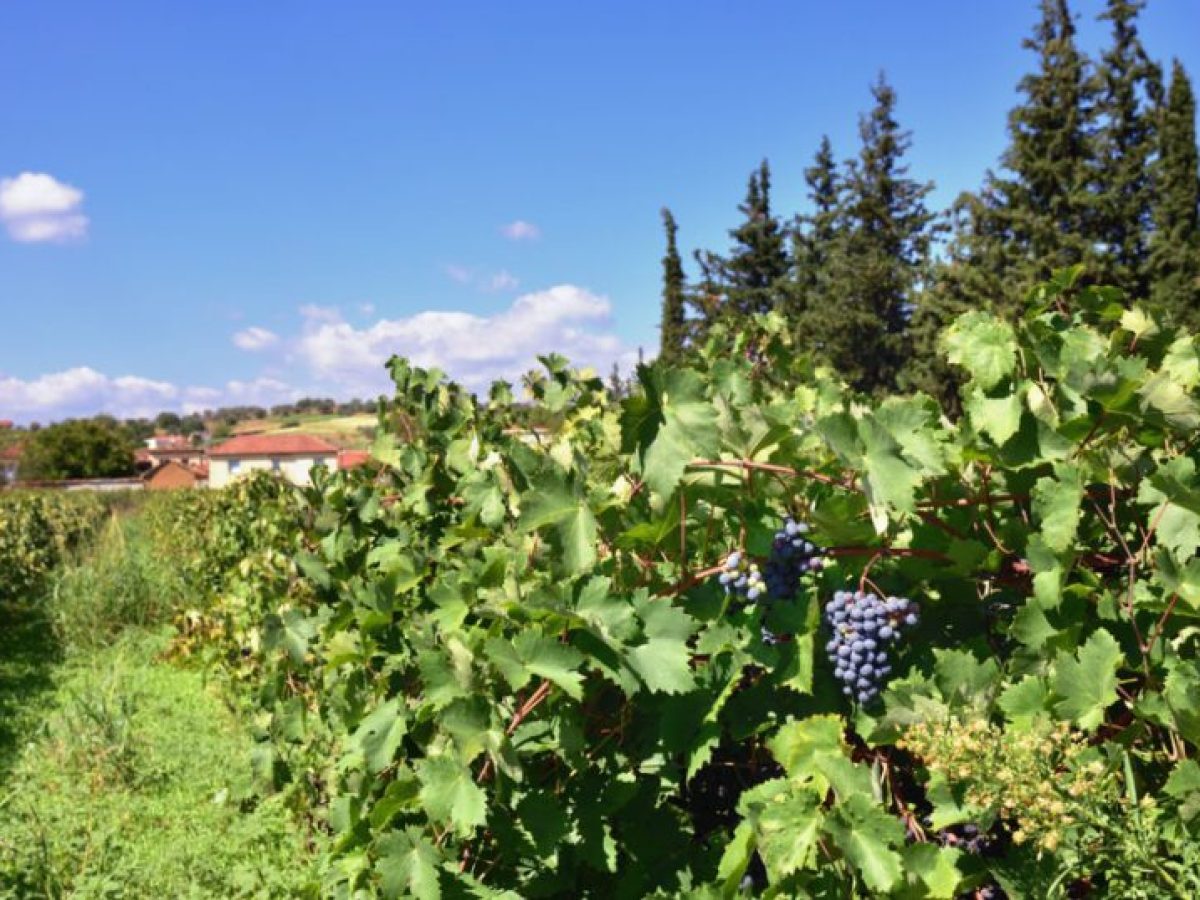 Κρατά γερά το ελληνικό κρασί: Ενίσχυση εξαγωγών στην ΕΕ το 2025, πιέσεις στις Τρίτες Χώρες