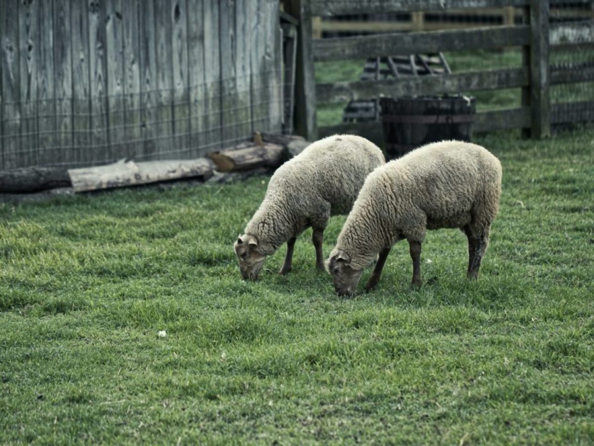 Μάχη εμπόρων κρέατος για σφαγεία σε «καθαρές» από ευλογιά περιοχές