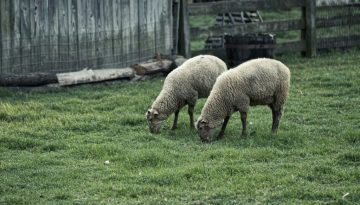 Μάχη εμπόρων κρέατος για σφαγεία σε «καθαρές» από ευλογιά περιοχές