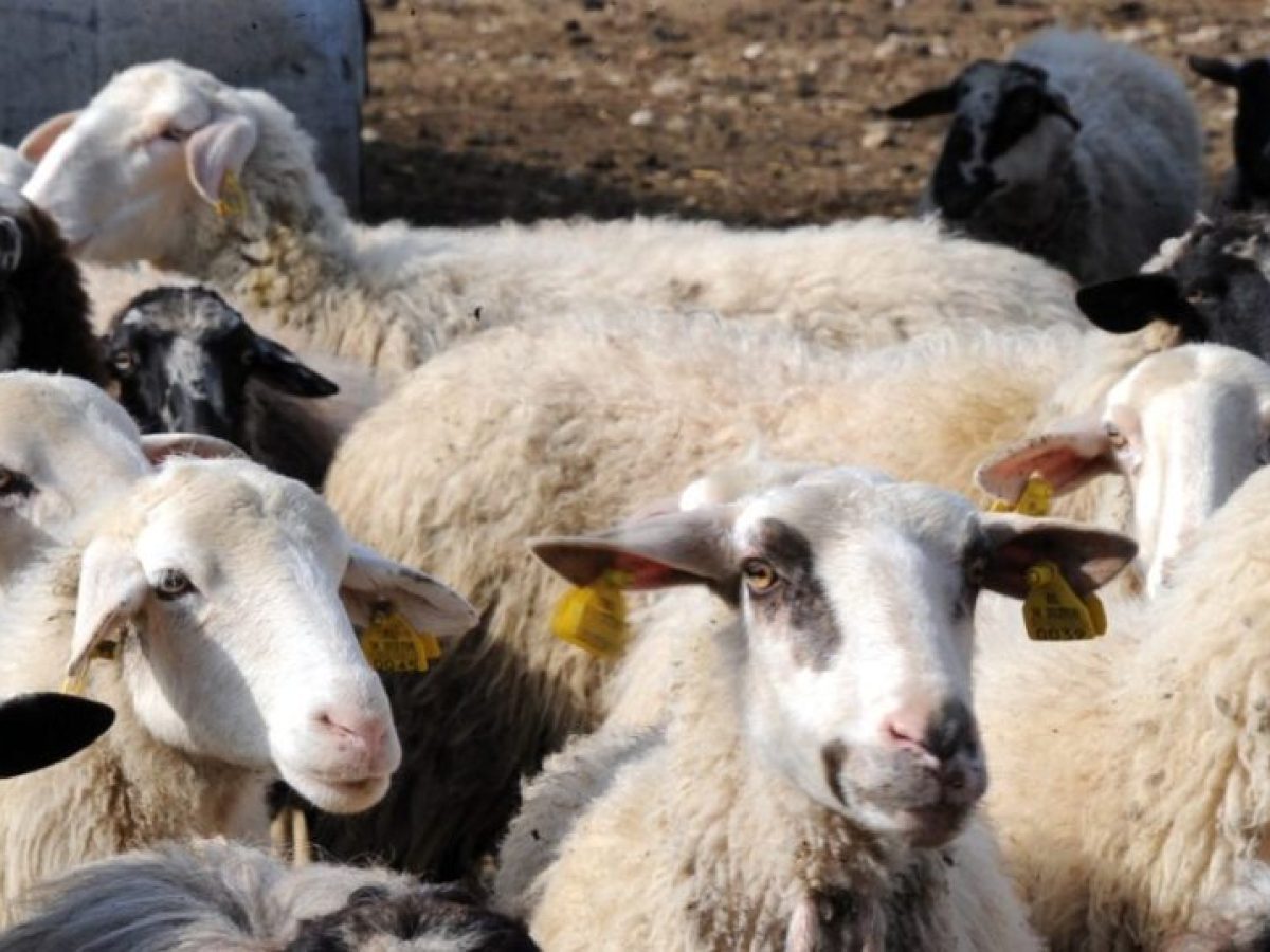 Ευλογιά αιγοπροβάτων: Κρίσιμο δίμηνο έως το Πάσχα – Μηδενική χαλάρωση, ενίσχυση επιτήρησης και εντατικοί έλεγχοι