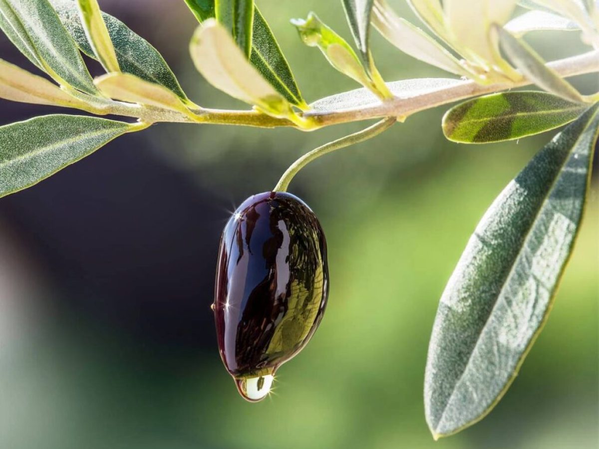 «Ελαιοκομικός Τομέας: Προβλήματα και Προοπτικές» – Συνέδριο της Επιστημονικής Εταιρείας Εγκυκλοπαιδιστών Ελαιοκομίας