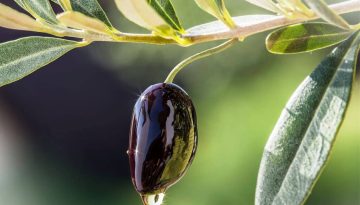 «Ελαιοκομικός Τομέας: Προβλήματα και Προοπτικές» – Συνέδριο της Επιστημονικής Εταιρείας Εγκυκλοπαιδιστών Ελαιοκομίας