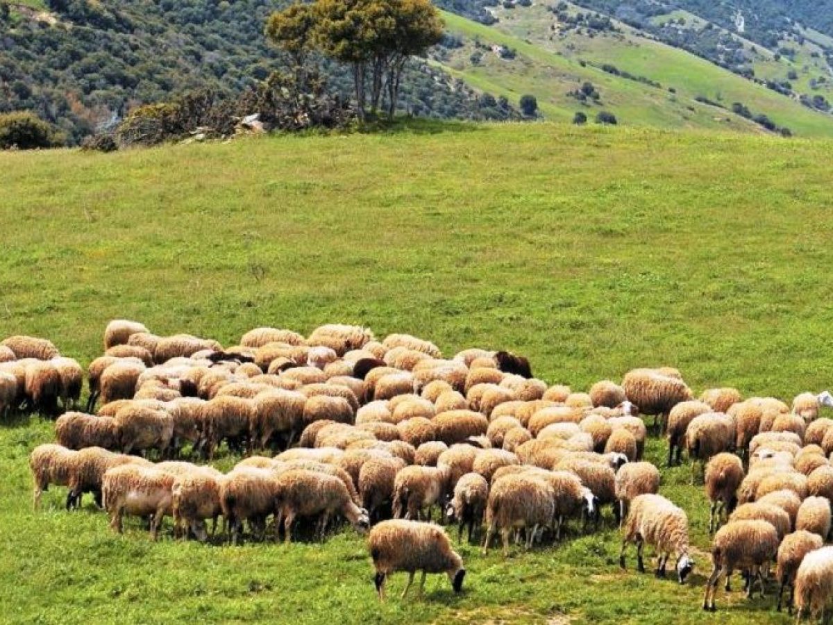 Το πρώτο βήμα για την επόμενη ημέρα της κτηνοτροφίας οι ηλεκτρονικοί βώλοι – «Ανάσα» με νέα ενίσχυση για τους κτηνοτρόφους της Λέσβου