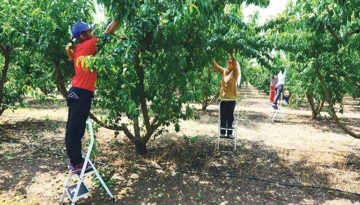 &Sigma;&epsilon; &epsilon;&phi;&alpha;&rho;&mu;&omicron;&gamma;ή &eta; &sigma;&upsilon;&mu;&phi;&omega;&nu;ί&alpha; &Epsilon;&lambda;&lambda;ά&delta;&alpha;&sigmaf; &ndash; &Alpha;&iota;&gamma;ύ&pi;&tau;&omicron;&upsilon; &gamma;&iota;&alpha; 5.000 &epsilon;&rho;&gamma;ά&tau;&epsilon;&sigmaf; &gamma;&eta;&sigmaf;