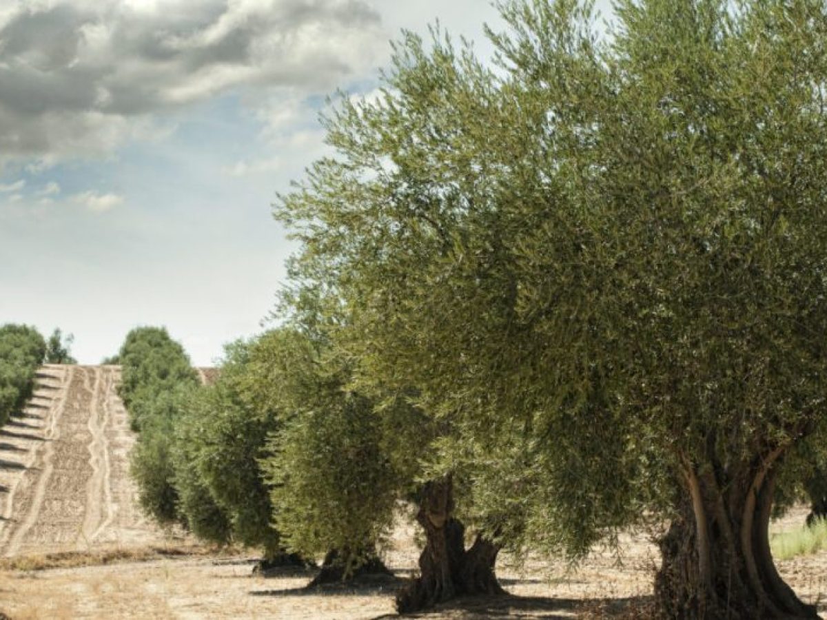 Στήριξη στον πρωτογενή τομέα με πάνω από 160 επενδυτικά σχέδια προϋπολογισμού 270 εκατ. ευρώ