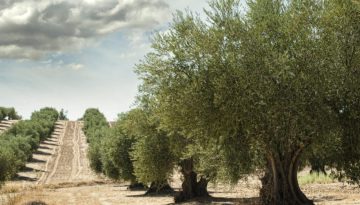 &Sigma;&tau;ή&rho;&iota;&xi;&eta; &sigma;&tau;&omicron;&nu; &pi;&rho;&omega;&tau;&omicron;&gamma;&epsilon;&nu;ή &tau;&omicron;&mu;έ&alpha; &mu;&epsilon; &pi;ά&nu;&omega; &alpha;&pi;ό 160 &epsilon;&pi;&epsilon;&nu;&delta;&upsilon;&tau;&iota;&kappa;ά &sigma;&chi;έ&delta;&iota;&alpha; &pi;&rho;&omicron;ϋ&pi;&omicron;&lambda;&omicron;&gamma;&iota;&sigma;&mu;&omicron;ύ 270 &epsilon;&kappa;&alpha;&tau;. &epsilon;&upsilon;&rho;ώ